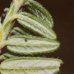 Helianthemum asperum Leaf