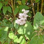 Deutzia scabra Flors