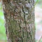 Erythroxylum laurifolium Bark