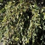 Asplenium x alternifolium Листок