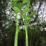 Montrichardia arborescens ഇല