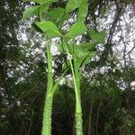 Montrichardia arborescens Leaf