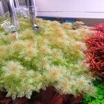 Limnophila indica Hoja