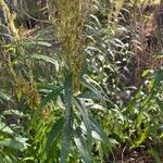 Artemisia suksdorfii Leaf