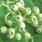 Miconia gracilis Fruto