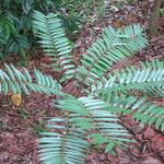 Eurycoma longifolia Blad