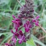 Stachys sylvatica Kvet