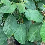 Solanum abutiloides Leaf