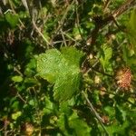 Rubus deliciosus Foglia