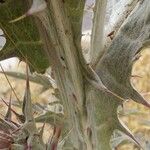 Carduus pycnocephalus Bark