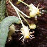Garcinia intermedia 花