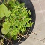 Euphorbia peplus Hoja