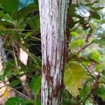 Breonia havilandiana Corteza
