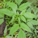 Bidens frondosa Blad