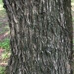 Schinus terebinthifolius Kůra