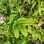 Teucrium canadense Blatt