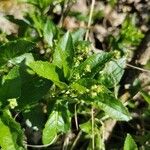 Mercurialis perennisFlower