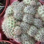 Rebutia deminuta Hoja