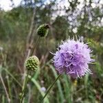 Succisella inflexa Flower