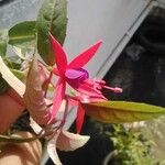 Fuchsia magellanicaKwiat