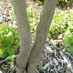 Cornus rugosa Corteccia