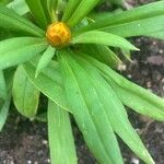 Xerochrysum bracteatum Blatt