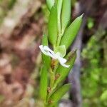 Afropectinariella gabonensis Leaf