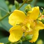 Hypericum × hidcoteense फूल