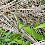 Paspalum paniculatum Leaf