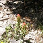 Castilleja nervata Vekstform