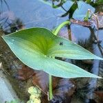 Sagittaria montevidensis 葉