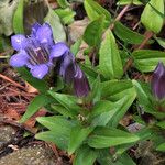 Gentiana septemfida Flower