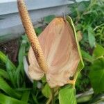 Anthurium nymphaeifolium Fleur