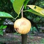 Myristica fragrans Fruit