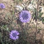 Globularia alypumFlower