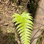 Blechnum occidentale Leaf