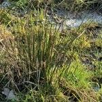 Juncus effusus برگ