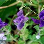 Salvia viridis Habit