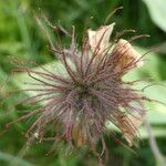 Geum rivale Frucht