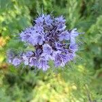 Phacelia congesta Blüte