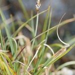 Carex rupestris Autre