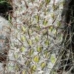 Oreocereus trollii Yaprak