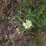 Leucanthemum vulgareFlower