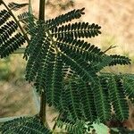 Vachellia etbaica Folha