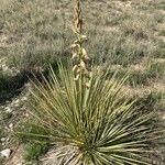 Yucca glauca Flor