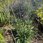 Salvia candelabrum Habitatea