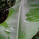 Heliconia sarapiquensis List