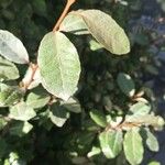 Elaeagnus × submacrophylla Blad