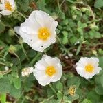 Cistus salviifoliusŽiedas