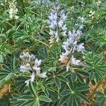 Lupinus albusFlower